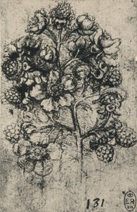 Spray of Brambles, c1480 1945 od Leonardo da Vinci