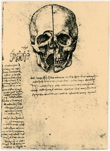 Anatomický náčrt lidské lebky, c1472-1519 od Leonardo da Vinci