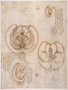 Anatomiestudien od Leonardo da Vinci