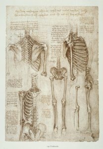 Anatomiestudien od Leonardo da Vinci