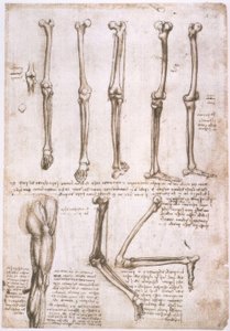 Anatomiestudien od Leonardo da Vinci