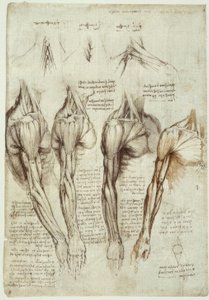 Anatomiestudien od Leonardo da Vinci