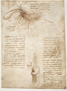 Anatomiestudien od Leonardo da Vinci