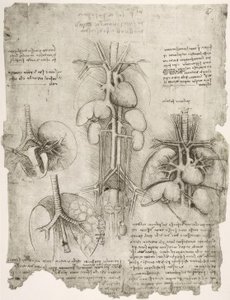 Anatomiestudien od Leonardo da Vinci