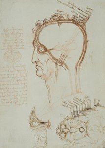 Anatomiestudien od Leonardo da Vinci