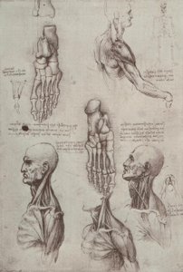 Anatomiestudien od Leonardo da Vinci