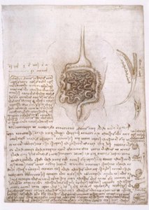 Anatomiestudien od Leonardo da Vinci