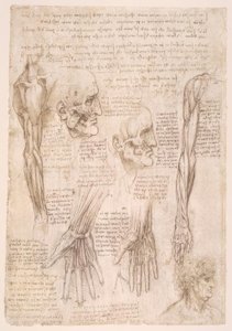 Anatomiestudien od Leonardo da Vinci