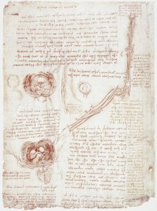 Anatomické studie: Pohyb loketního kloubu / plodu v děloze od Leonardo da Vinci