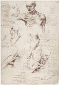 Anatomické studie: povrchové svaly krku a ramen od Leonardo da Vinci