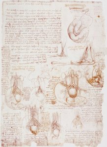 Anatomické studie: pupeční šňůra / plod ... od Leonardo da Vinci