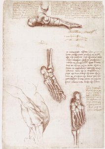 Anatomické studie: povrchová anatomie ramene / kostí chodidla od Leonardo da Vinci
