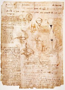 Anatomické studie: orgány břicha ... od Leonardo da Vinci