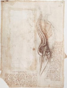 Anatomické studie: Páteř... od Leonardo da Vinci