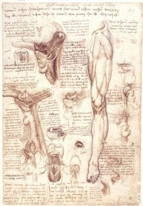 Anatomické studie: jazyk, hrdlo, hrtan a jícen od Leonardo da Vinci
