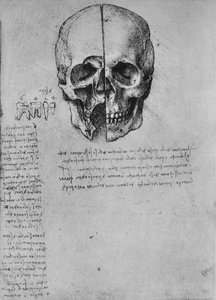 Kresba dvou polovin lebky, c1480 1945 od Leonardo da Vinci