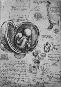 Kresby embrya v děloze, c1480 1945 od Leonardo da Vinci