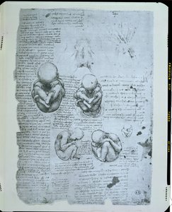 Pět pohledů na plod v děloze, faksimile kopie od Leonardo da Vinci