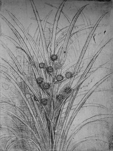 Flowering Rushes, c1480 1945 od Leonardo da Vinci