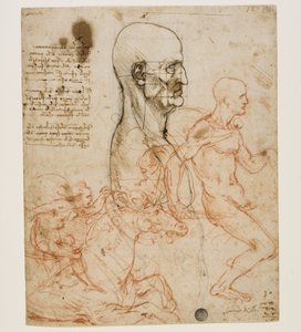 Lidské poprsí z profilu se studiem proporcí, c. 1490-1499. od Leonardo da Vinci