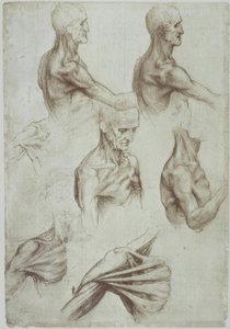 Leonardo / šíjové a ramenní svaly / f. 136v od Leonardo da Vinci