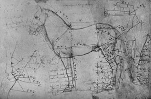 Měřená kresba koně v profilu vlevo, c1480 1945 od Leonardo da Vinci