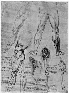 Studie srovnávací anatomie, 1506-1507 1954 od Leonardo da Vinci