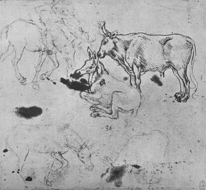 Studie oslů a vola, c1480 1945 od Leonardo da Vinci