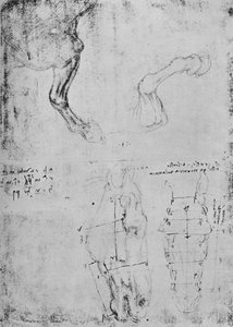 Studie předních končetin koní a měřené kresby koňských hlav, c1480 1945 od Leonardo da Vinci