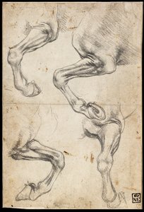 Studie koňské nohy od Leonardo da Vinci