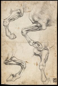 Studie koňské nohy od Leonardo da Vinci