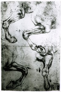 Studie koňských nohou (pero a inkoust na papíře) od Leonardo da Vinci