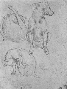 Studie psa a kočky, c1480 1945 od Leonardo da Vinci