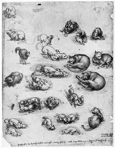 Studie koček, 1513-1515 1954 od Leonardo da Vinci
