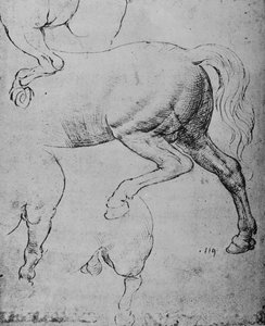 Studie zadních končetin a zadních nohou koně, c1480 1945 od Leonardo da Vinci