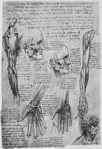 Studie svalů obličeje a paží, c1480 1945 od Leonardo da Vinci