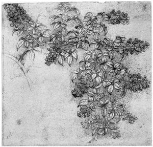 Studie větve ostružiníku, konec 15. nebo začátek 16. století 1954 od Leonardo da Vinci