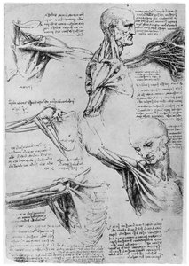 Studium ramenních kloubů, 1510-1511 1954 od Leonardo da Vinci