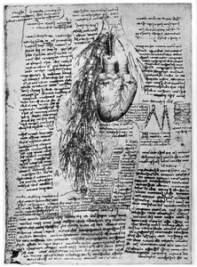 Studium srdce a bronchiálních tepen, konec 15. nebo začátek 16. století 1954 od Leonardo da Vinci