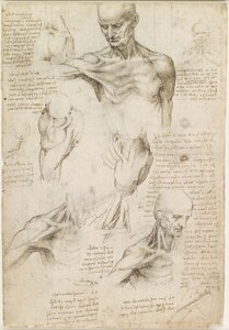 Povrchová anatomie ramene a krku (recto) od Leonardo da Vinci