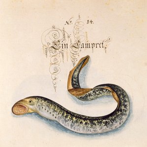 Přidejte 6485 f.50 Sea Lamprey