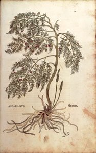 Chřest (Asparagus officinalis) od Leonharta Fuchse z De historia stirpium commentarii insignes (Významné komentáře k historii rostlin) kolorovaná rytina od Leonhard Fuchs