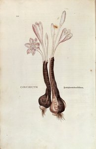 Podzimní krokus (Autumn Colchicum) od Leonharta Fuchse z De historia stirpium commentarii insignes (Pozoruhodné komentáře k historii rostlin), kolorovaná rytina od Leonhard Fuchs