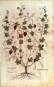 Balzámové jablko (Momordica balsamina) od Leonharta Fuchse z De historia stirpium commentarii insignes (Významné komentáře k historii rostlin), kolorovaná rytina od Leonhard Fuchs