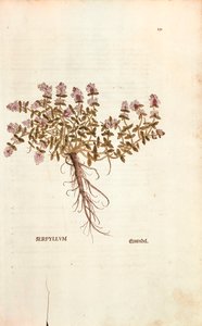 Breckland nebo Divoký tymián (Thymus serpyllum) od Leonharta Fuchse z De historia stirpium commentarii insignes (Významné komentáře k historii rostlin) kolorovaná rytina od Leonhard Fuchs