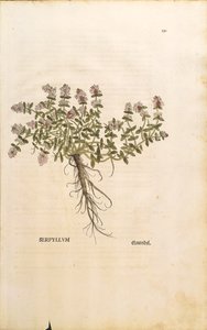 Breckland nebo Divoký tymián (Thymus serpyllum), kolorovaná rytina Leonharta Fuchse od Leonhard Fuchs