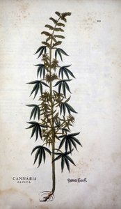 Cannabis Sativa (pěstování konopí) - v „Dějinách rasismu“ od Leonharta Fuchse