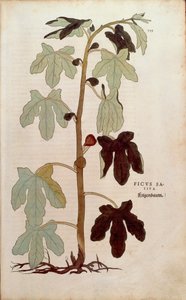 Fík obecný - Ficus carica (Ficus sativa) od Leonharta Fuchse z De historia stirpium commentarii insignes (Významné komentáře k historii rostlin), kolorovaná rytina od Leonhard Fuchs