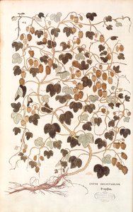 Chmel obecný - Humulus lupulus (Lupus salictarius) od Leonharta Fuchse z Dějiny rasových rozdílů (Významné komentáře k historii rostlin) kolorovaná rytina