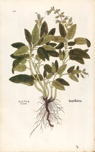 Šalvěj lékařská - Salvia officinalis (Salvia maior) od Leonharta Fuchse z De historia stirpium commentarii insignes (Významné komentáře k historii rostlin) kolorovaná rytina